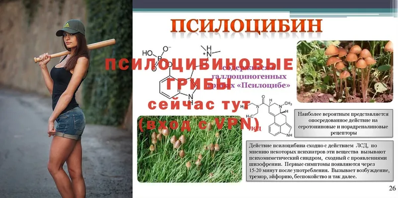 Галлюциногенные грибы Psilocybe  блэк спрут   Апатиты 